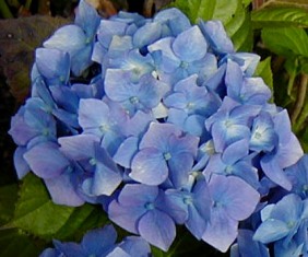 Hydrangea 'Heinrich Seidel'