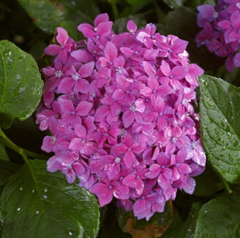 Hydrangea 'Hornli'