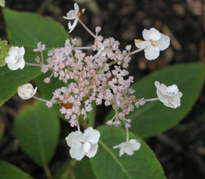 Hydrangea involucrata 'Hortensis'