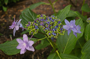 Hydrangea 'Izu no hana'