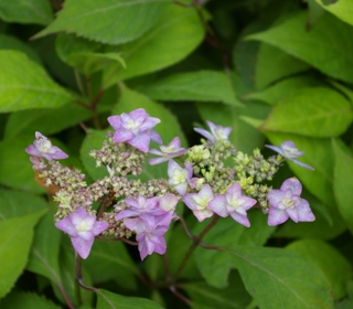 Hydrangea 'Jogasaki'
