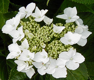 Hydrangea 'Lanarth White'