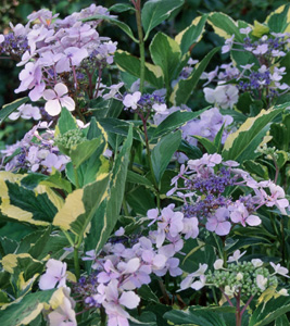 Hydrangea 'Lemon Wave'