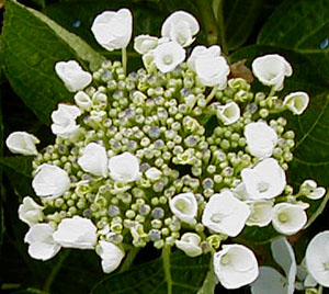 Hydrangea 'Libelle'