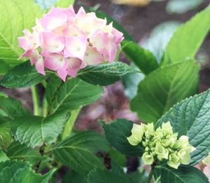 Hydrangea 'Madame Faustin Travouillon'