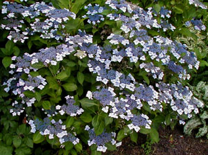 Hydrangea 'Mariesii'