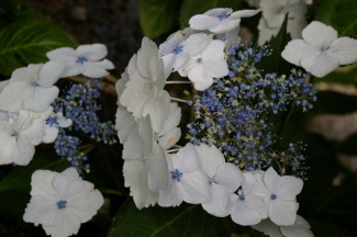 Hydrangea 'Mariesii Grandiflora'