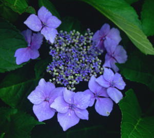 Hydrangea 'Mariesii Lilacina'