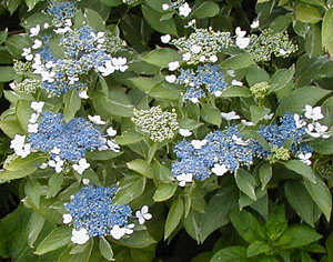 Hydrangea 'Mariesii Variegata'