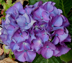 Hydrangea 'Masja'