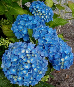 Hydrangea 'Mathilda Gutges'