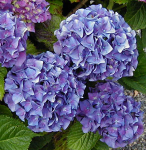 Hydrangea 'Merrit Supreme'