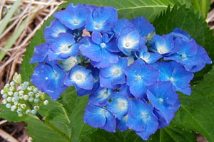 Hydrangea 'Merrit's Beauty'