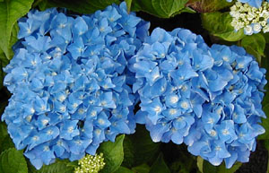 Hydrangea 'Merveille'