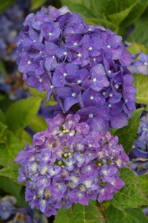 Hydrangea 'Miss Belgium'