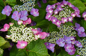 Hydrangea 'Mousmee'