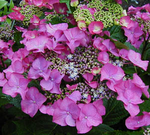 Hydrangea 'Mowe'