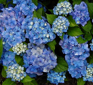 Hydrangea 'Niedersachsen'