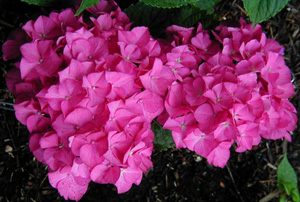 Hydrangea 'Oregon Pride'