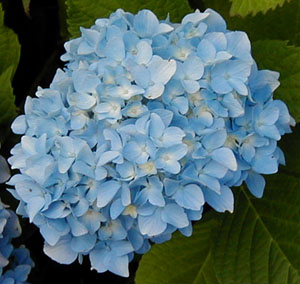 Hydrangea 'Otaksa'