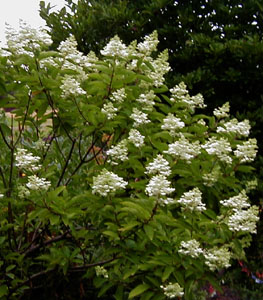 Hydrangea paniculata 'Grandiflora'