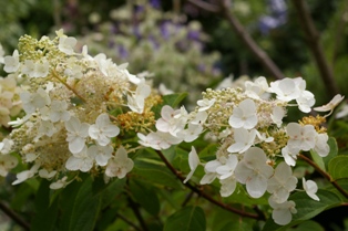 Hydrangea paniculata 'Unique'