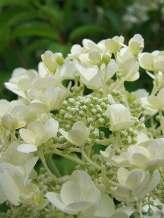 Hydrangea paniculata 'White Moth'