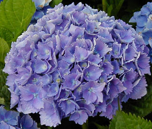 Hydrangea 'Paris'