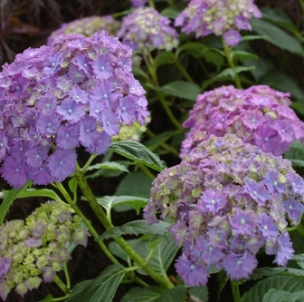 Hydrangea 'Parzifal'