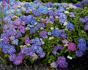 Hydrangea 'Pia'