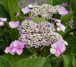 Hydrangea 'Pink Wave'