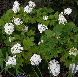 Hydrangea quercifolia 'Alice'