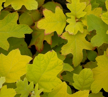 Hydrangea quercifolia 'Little Honey'