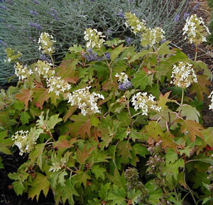 Hydrangea quercifolia 'Pee Wee'