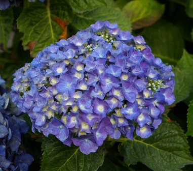 Hydrangea 'Red Star'