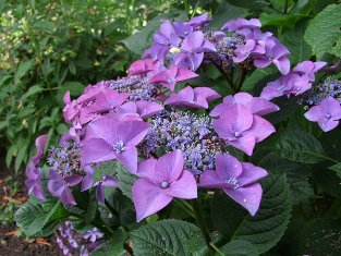 Hydrangea 'Rotdrossel'