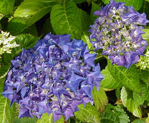 Hydrangea 'Sara'