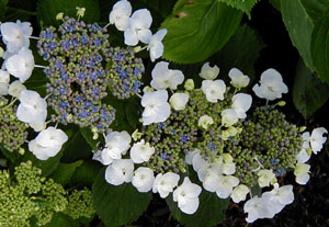 Hydrangea 'Sea Foam'