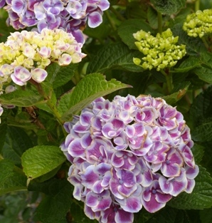 Hydrangea 'Sensation'