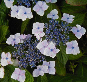 Hydrangea serrata