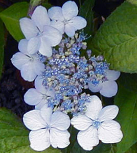 Hydrangea serrata 'Acuminata'