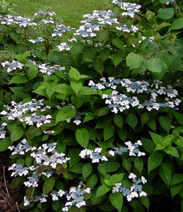 Hydrangea serrata 'Beni-Gaku'