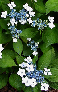 Hydrangea serrata 'Grayswood'