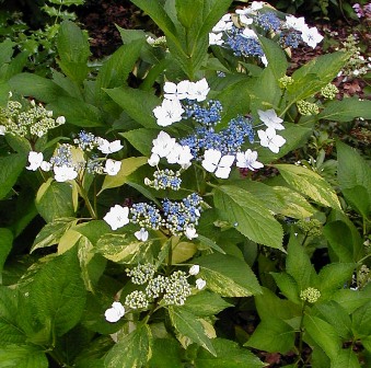 Hydrangea serrata 'Grayswood Variegated'