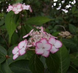 Hydrangea serrata 'Kiyosumi'
