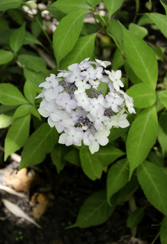 Hydrangea serrata 'Little Geisha'