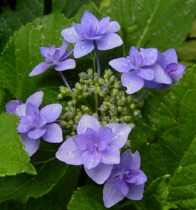 Hydrangea serrata 'Miyama Yae-murasaki'