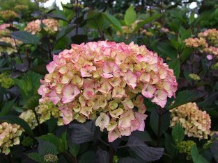 Hydrangea serrata 'Preziosa'