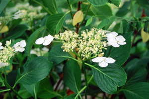 Hydrangea 'Shirobana Gaku-ajisai'