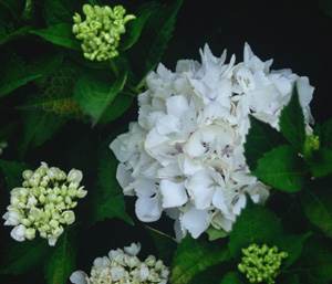 Hydrangea 'Soeur Therese'